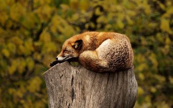 fox-1284512_640.jpg